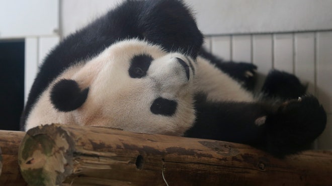 Shin Shin rests at Ueno Zoo.jpg